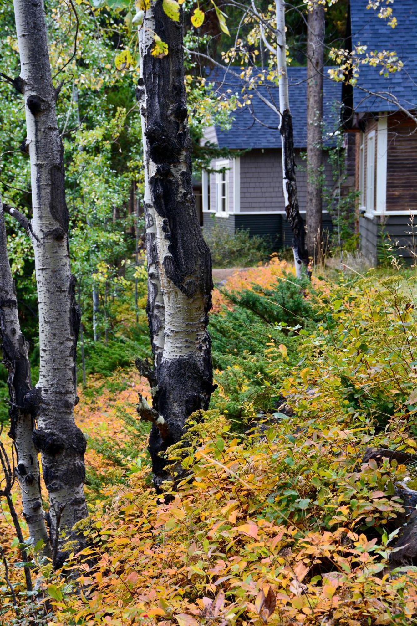 Johnston Canyon Lodge & Bungalows Касъл Джънкшън Екстериор снимка